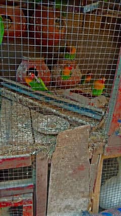 #lovebird#parrot#beautifulbird