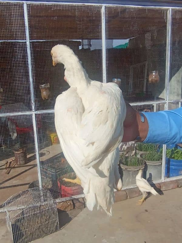 aseel white chicks for sale only serious log rbta kra 0