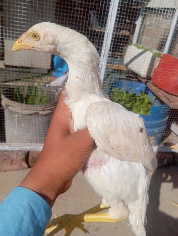 aseel white chicks for sale only serious log rbta kra 1