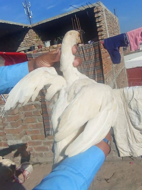 aseel white chicks for sale only serious log rbta kra 2