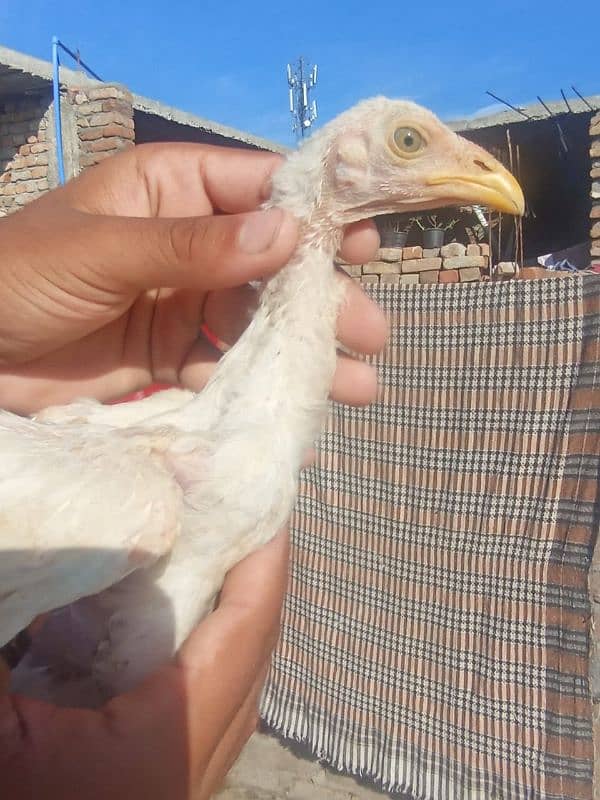 aseel white chicks for sale only serious log rbta kra 7