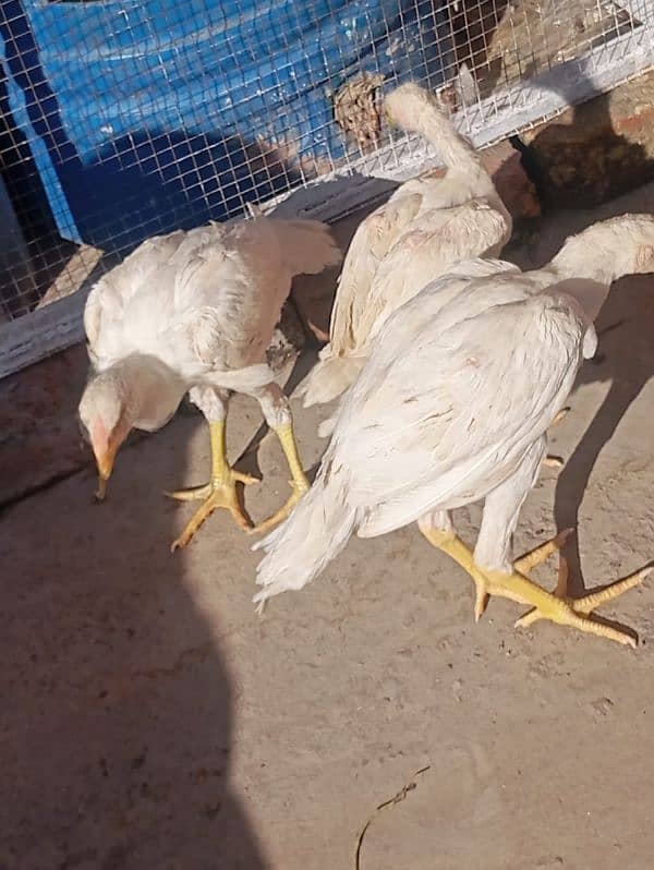 aseel white chicks for sale only serious log rbta kra 8