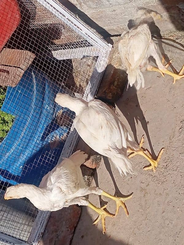 aseel white chicks for sale only serious log rbta kra 9