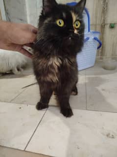 persian kitten