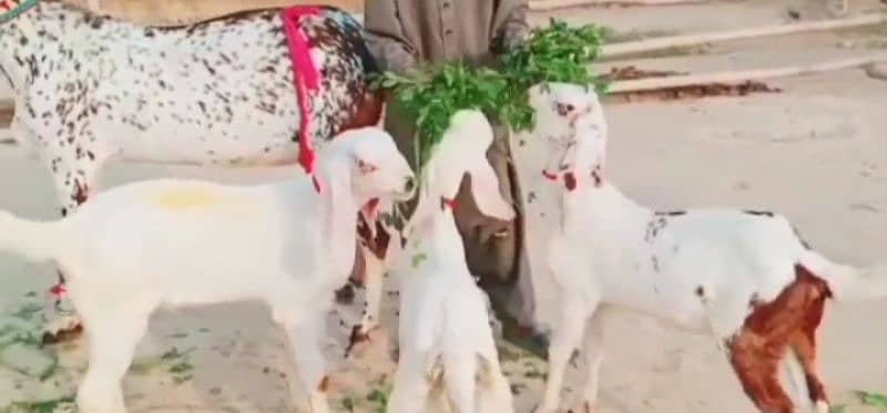 desi bakri teen bacchon ke sath for sale WhatsApp on 0320,4336,723 0