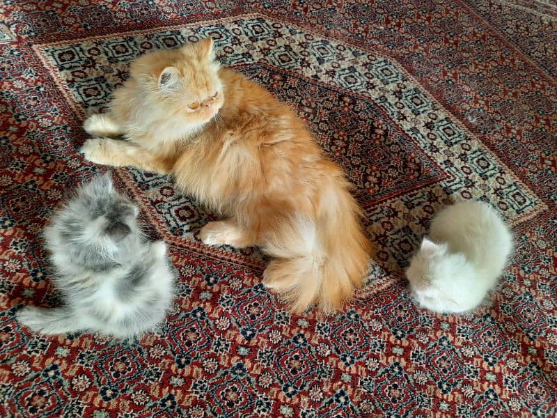 Persian Cats | Persian Kittens | Tripple coated | Punch face 2