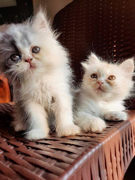 Persian Cats | Persian Kittens | Tripple coated | Punch face 5