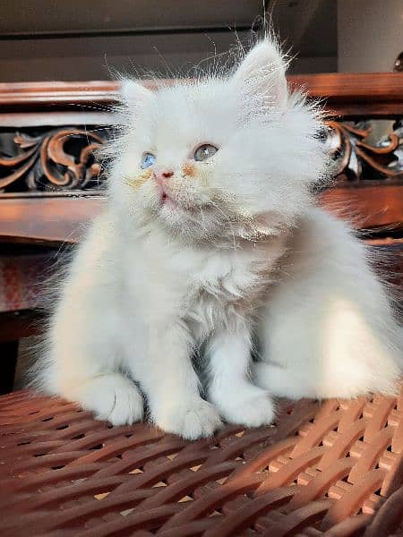 Persian Cats | Persian Kittens | Tripple coated | Punch face 6