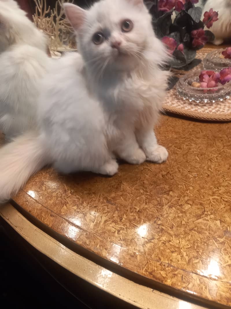 Persian female kitten 0