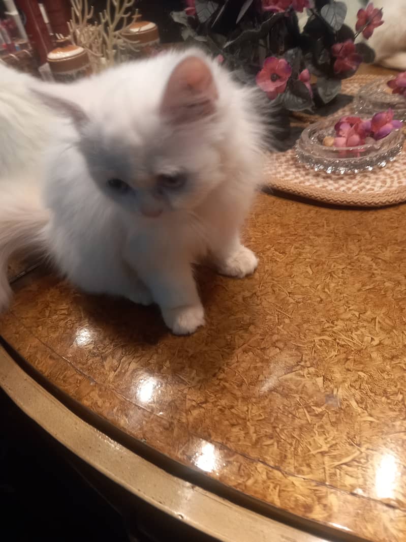 Persian female kitten 1