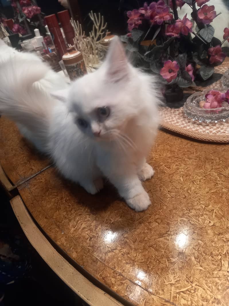 Persian female kitten 2