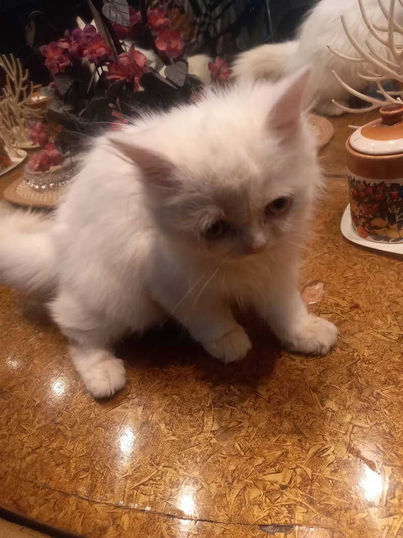 Persian female kitten 4