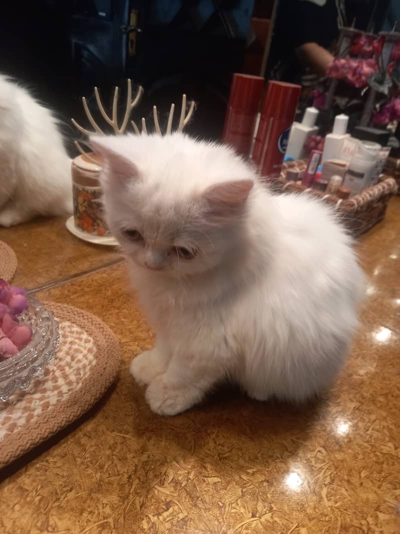 Persian female kitten 5