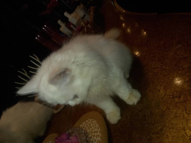 Persian female kitten 7