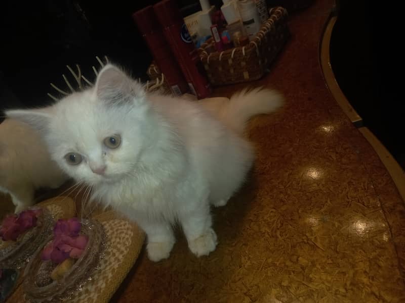 Persian female kitten 8