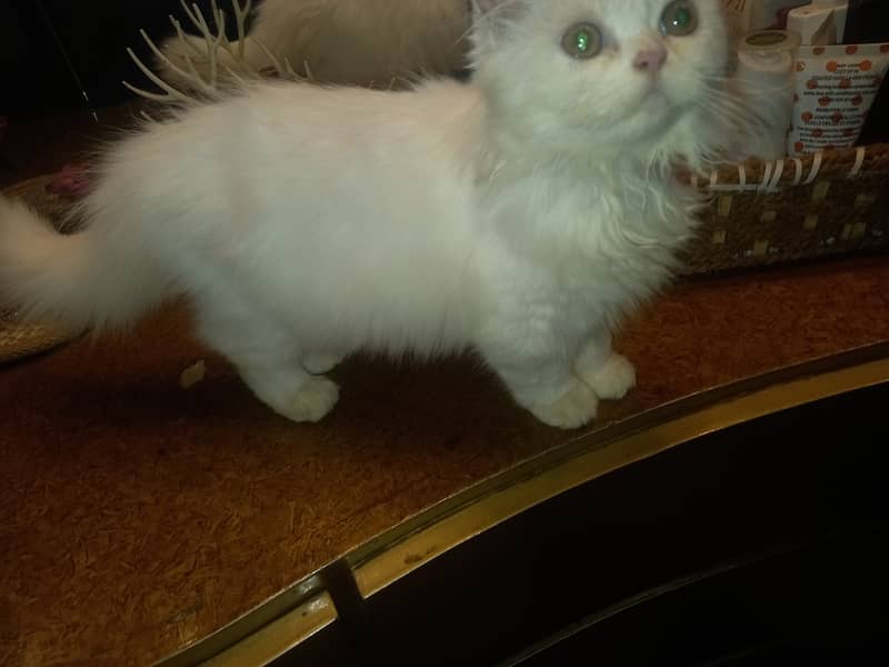 Persian female kitten 9