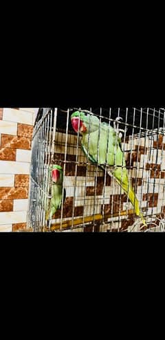 Raw pahari parrots with cage