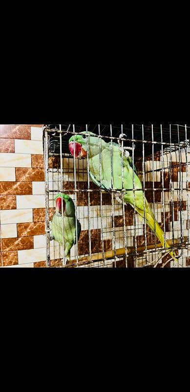 Raw pahari parrots with cage 1