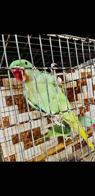 Raw pahari parrots with cage 2