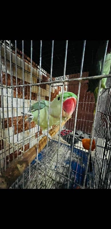 Raw pahari parrots with cage 3