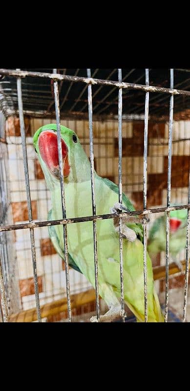 Raw pahari parrots with cage 4