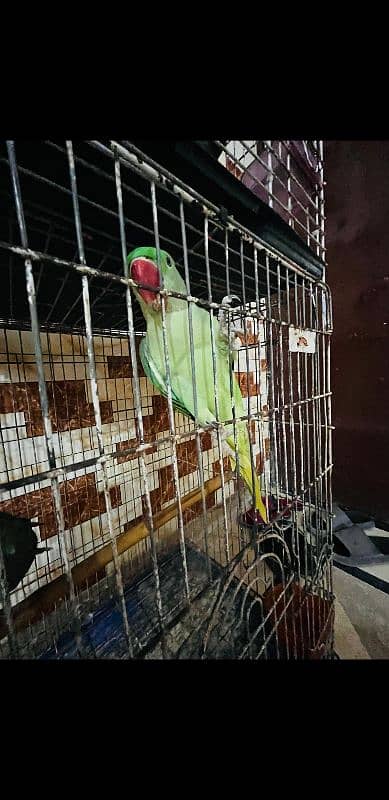 Raw pahari parrots with cage 5