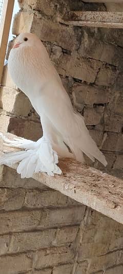 Pomeranian pigeons