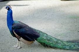 peacock