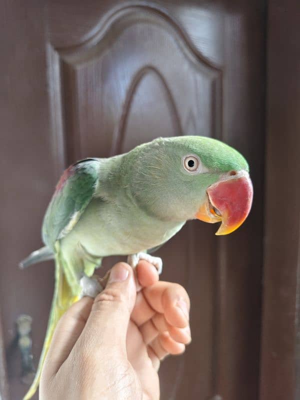 Raw parrot female 0