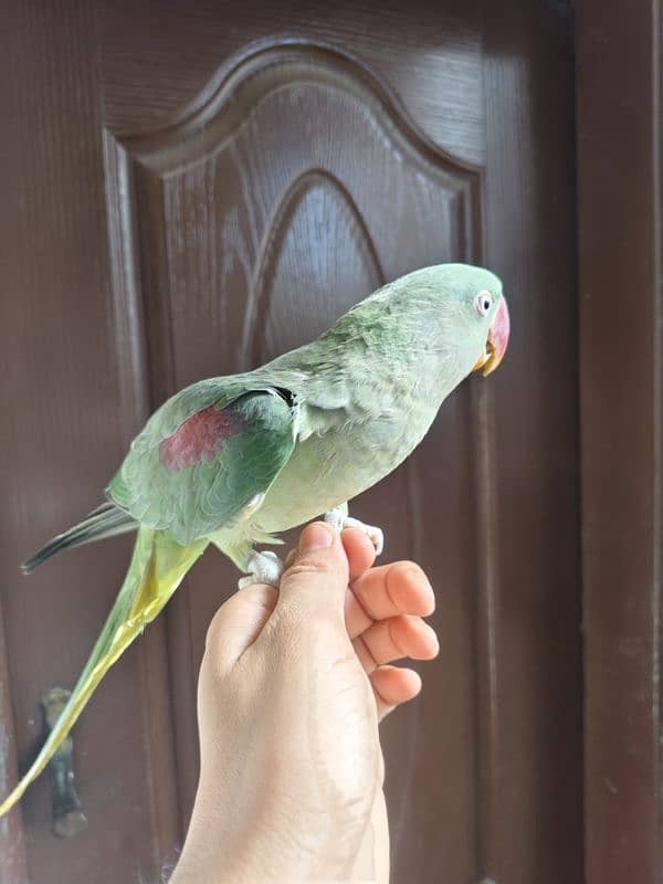 Raw parrot female 1