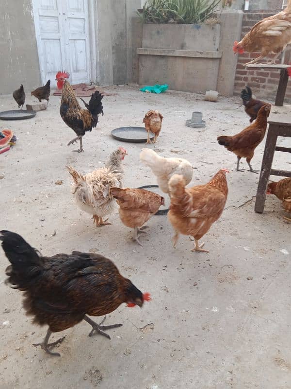 Desi Golden misri | Bovan Brown|Thai Aseel|Heera Aseel|Bantam|Sebright 0