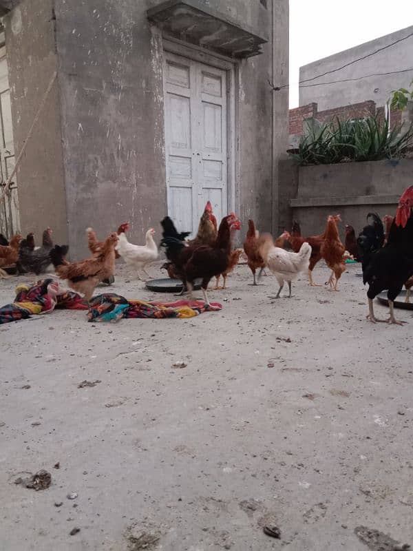 Desi Golden misri | Bovan Brown|Thai Aseel|Heera Aseel|Bantam|Sebright 1