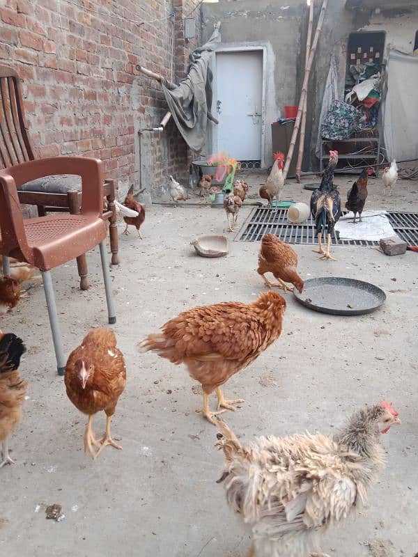 Desi Golden misri | Bovan Brown|Thai Aseel|Heera Aseel|Bantam|Sebright 2