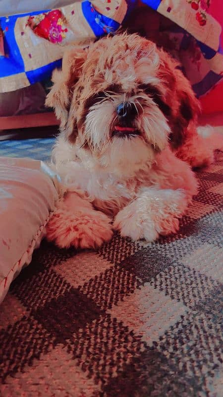 Shih Tzu Dog for sale urgent 2