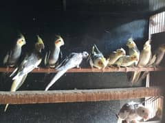 Different birds for sale in Multan