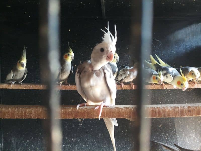 Different birds for sale in Multan 2