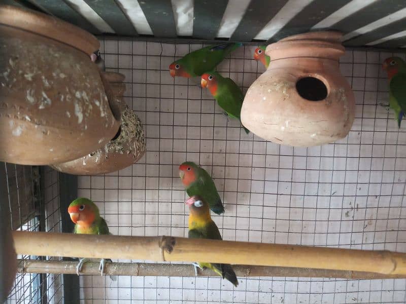 Different birds for sale in Multan 3