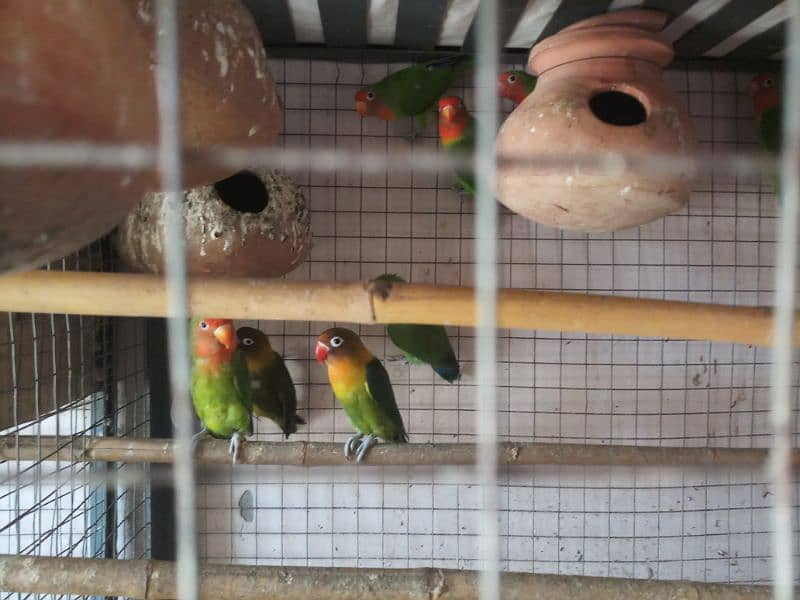 Different birds for sale in Multan 4