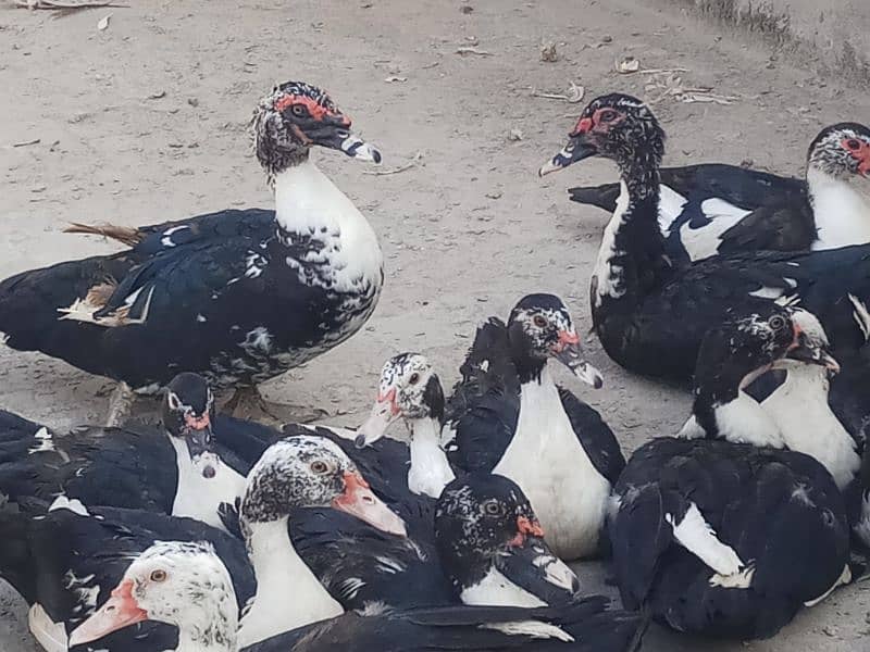 Different birds for sale in Multan 5