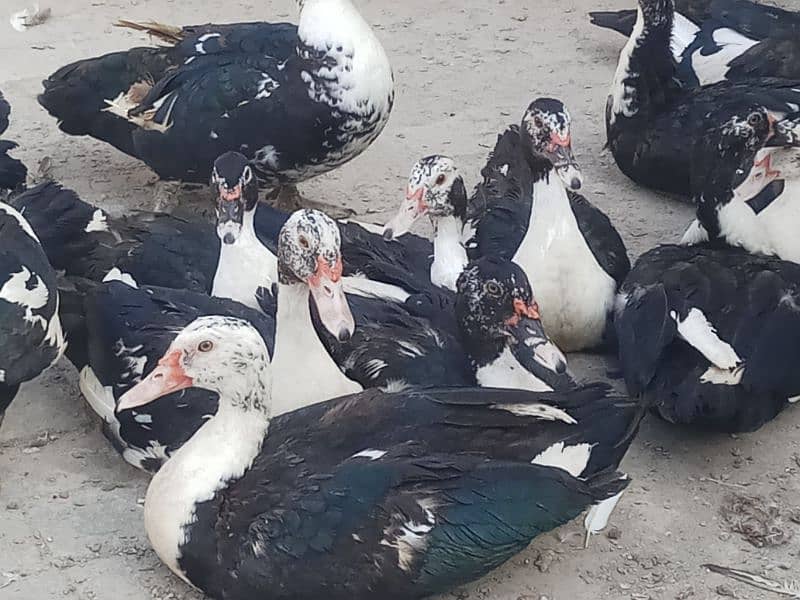 Different birds for sale in Multan 6