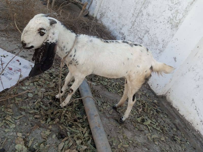 beautiful goat for sale 0