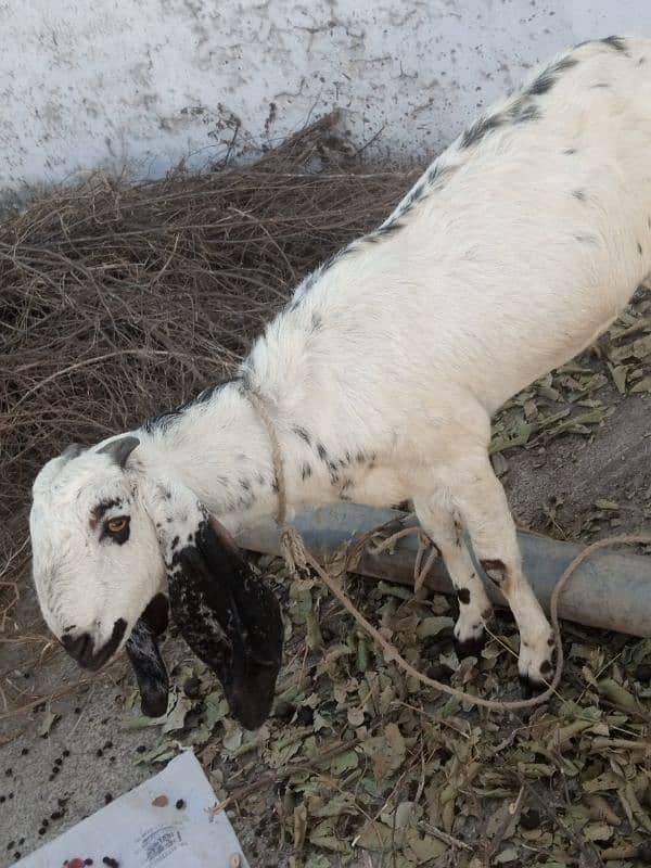 beautiful goat for sale 1