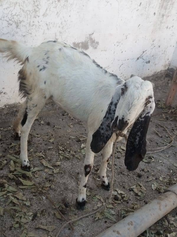 beautiful goat for sale 2