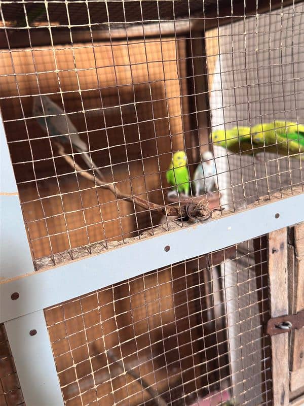 Australian breeder parrots with pinjara urgent sale 2