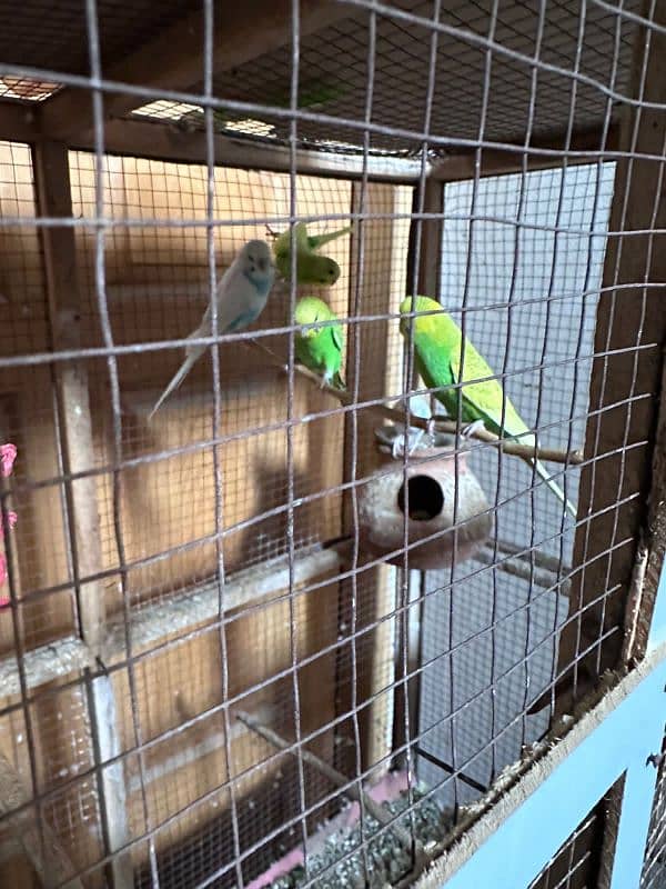 Australian breeder parrots with pinjara urgent sale 3