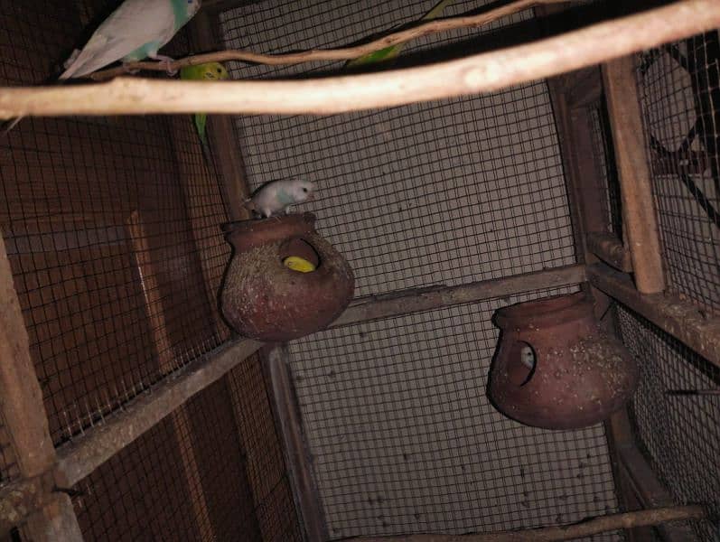 Australian breeder parrots with pinjara urgent sale 4