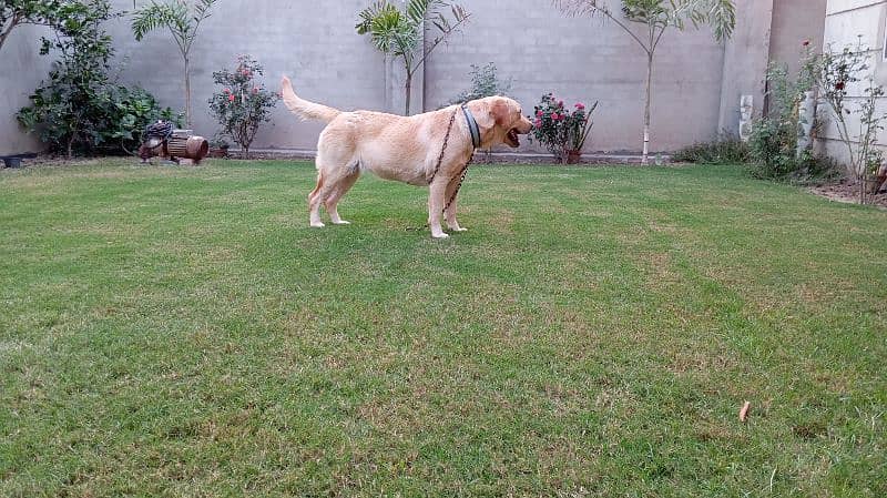 Labrador Retriever Female Dog 1