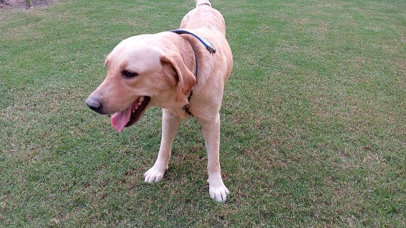 Labrador Retriever Female Dog 2