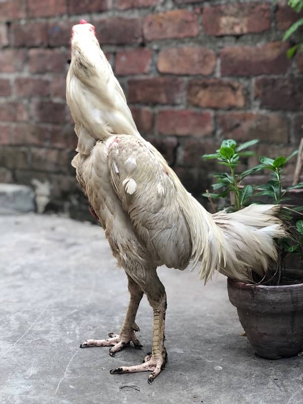 White Thai breed male for sale 0