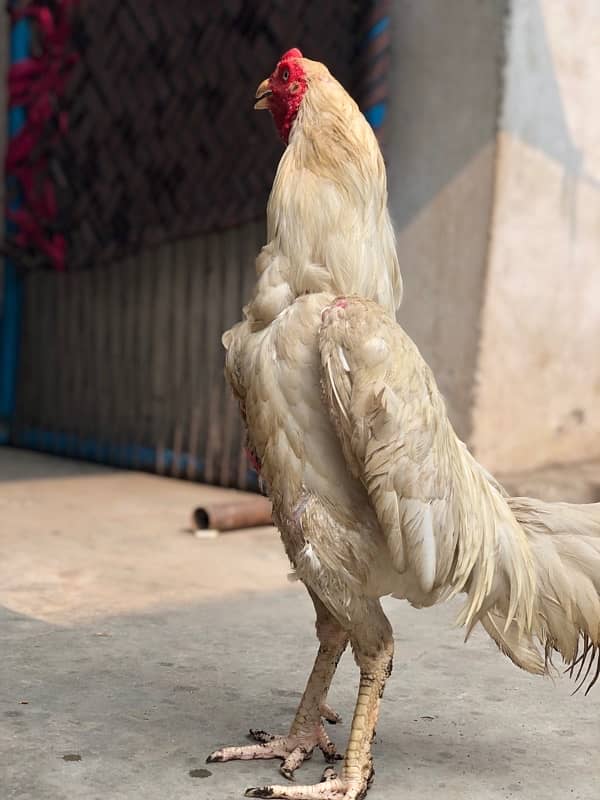 White Thai breed male for sale 1